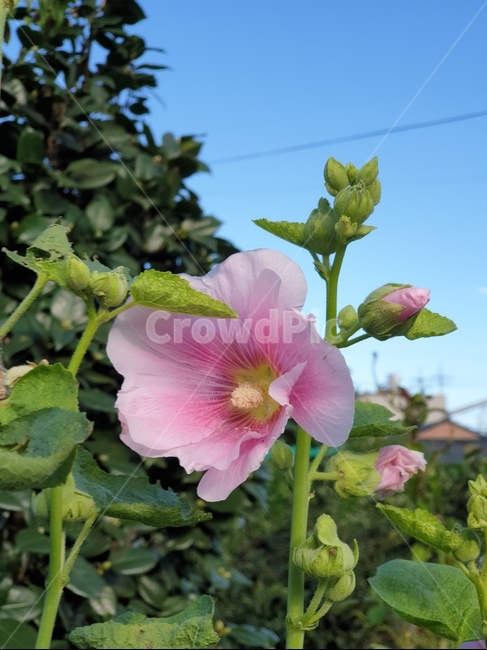 무궁화,꽃,flower,blossom,식물,식물,자연,plants,nature,꽃,flower