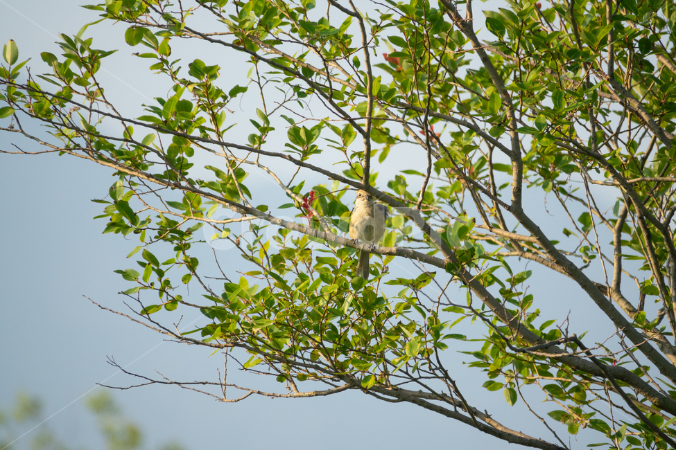 bird,새,탐조,조류,텃새,철새,동물,animal,조류,새,birds