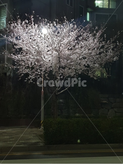 벚꽃,나무,자연,꽃나무,봄