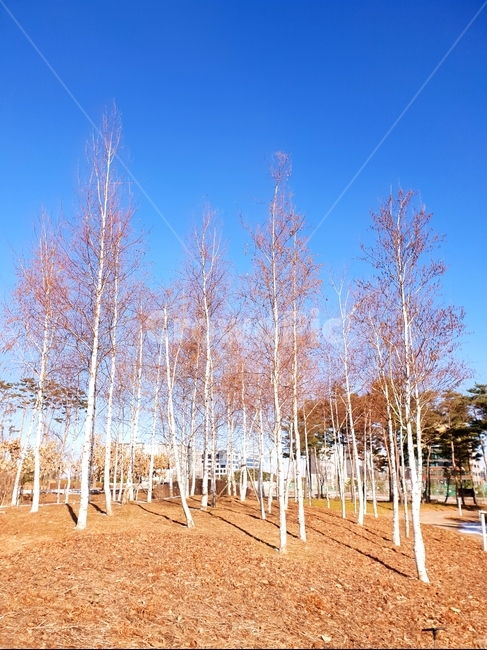 자작나무,겨울,풍경,파랑,하늘,tree,나무,plant,식물