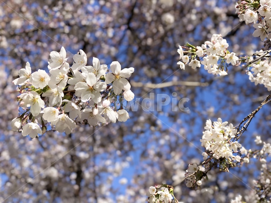 봄,벚꽃,꽃,벚꽃나무,봄꽃,cherryblossom,sakura,식물,자연,plants,nature,꽃,flower