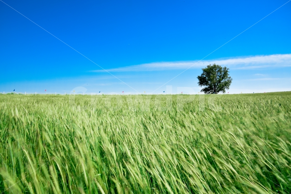 안성팜랜드,풍경,자연,호밀밭,봄,5월,초록,나무,하늘,푸른하늘,밀밭,landscape,tree,green,blue,sky,travel,국내여행,안성,korea,여행,니콘d750,nikond750,dslr,자연,풍경,nature,landscape,한국자연풍경,한국자연경관,korea nature landscape,plant,식물,field,들