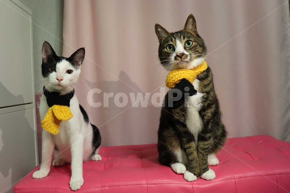 고양이,한국고양이,고등어,집사,cat,koreacat,pet,kitten,twin,knitting,yellow,black,목도리,쌍둥이,동물,animal,포유류,mammal,고양이,cat,kitten,kitty