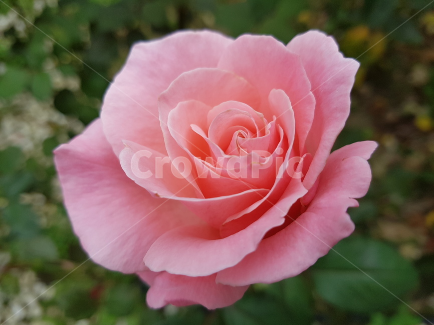 핑크,장미,장미축제,로즈데이,꽃다발,꽃송이,rose,love,장미공원,장미꽃,자연,사랑,장미향,장미무늬