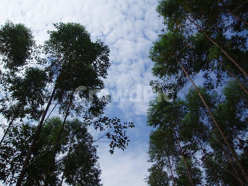 나무,하늘,tree,sky,자연,nature