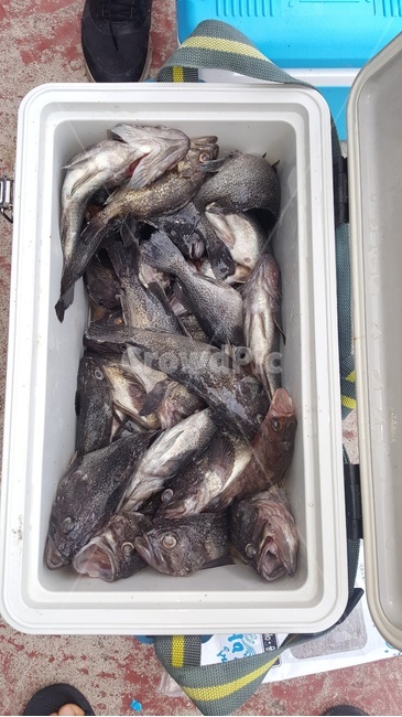 우럭,낚시,만쿨,손맛,선상낚시,동물,animal,어류,물고기,fish