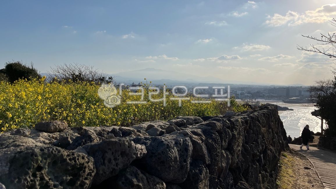 제주도,한라산,유채꽃,제주바다,제주도풍경,자연,제주경치