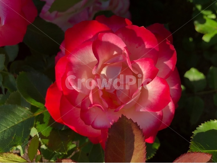 장미,오월,꽃,장미축제,장미꽃사진,식물,자연,plants,nature,꽃,flower