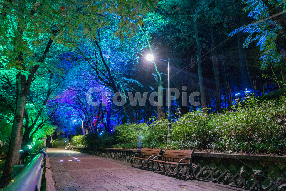 인천,자유공원,야경,led,조명,야간,의자,벤치,동인천,차이나타운,숲,나무,공원,산책,산보,산길,오솔길,통로,보도,숲속,형형색색,forest,path,lane,trail,walkway,길,수풀,자연,park,tree,nature,풍경,landscape,scenery,scene,view,night,nightview,nightscene,lighting,illumination,lamp,light,colourful,bench,chair