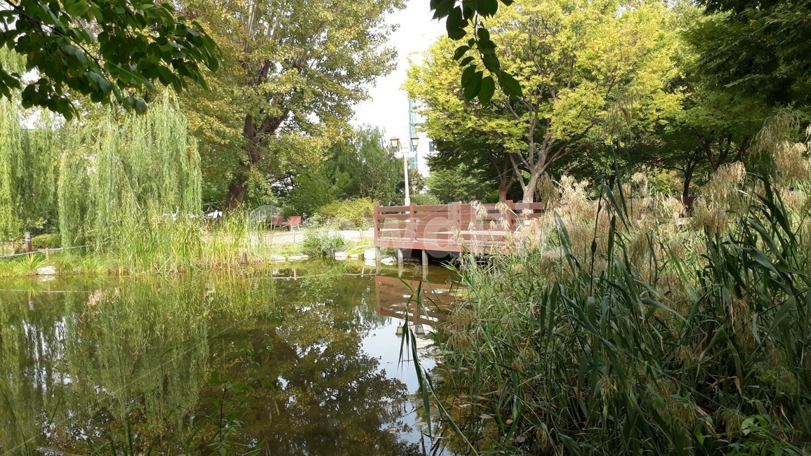 water,물,nature,자연,버드나무,갈대,힐링,가을,tree,팬스,green,summer,풍경,view,숲,공원,park