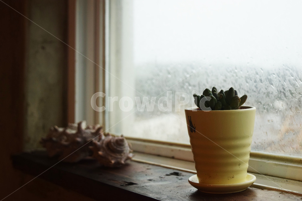 식물,창가,감성,적적한,조용한,아늑한,window,plant