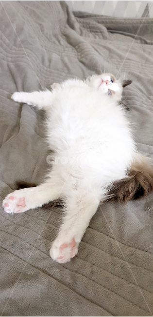 랙돌,아기고양이,새끼고양이,고양이,핑크발바닥,발바닥,솜털,반려묘,자묘,regdoll,렉돌,cat,고양이새끼,애완동물