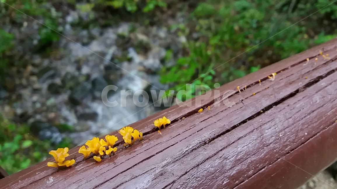 버섯,산책길,자연,9월,노란색,버섯,mushroom