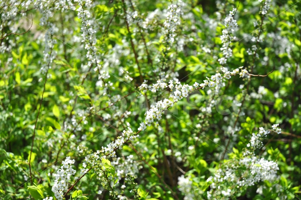 봄,자연,꽃,잎,하얀꽃,꽃밭,나무,spring,nature,flowers,leaves,white,garden,trees,봄,계절,spring,season,식물,자연,plants,nature,꽃,flower,plant,vegetation,초목
