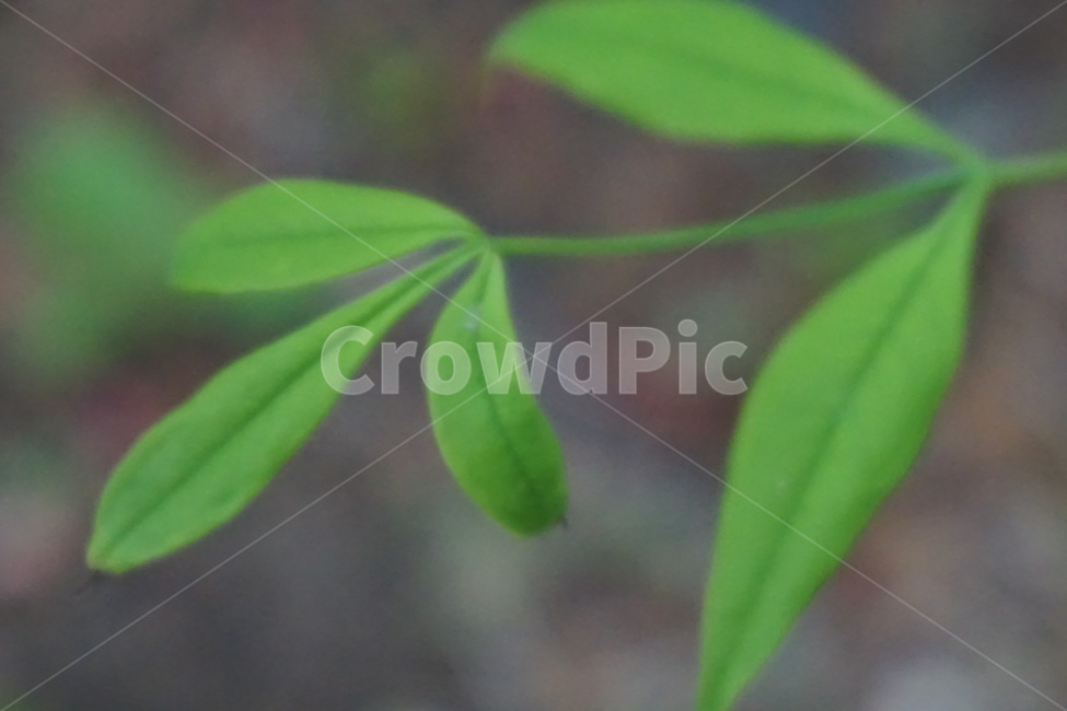 봄,새순,초록색,4월,새싹,싱그러움,연함,나뭇잎,풀잎,식물,자연,plants,nature