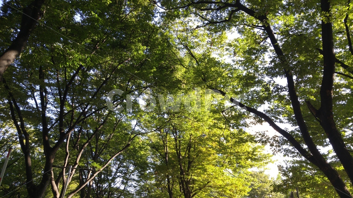 나무,tree,무성한,나무줄이,treetrunk,식물,plant,햇빛,햇살,명암,sun,sunshine,숲,forest,우거진,식물,자연,plants,nature,나무,trees,wood