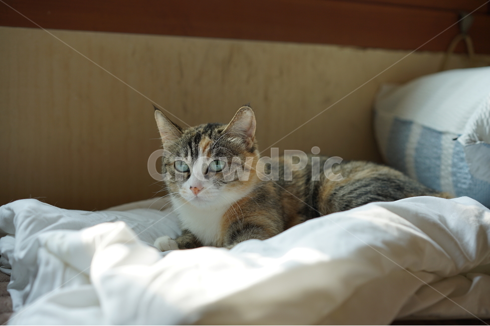 고양이,집고양이,이불위,햇빛아래,따뜻한,동물,animal,포유류,mammal,고양이,cat,kitten,kitty