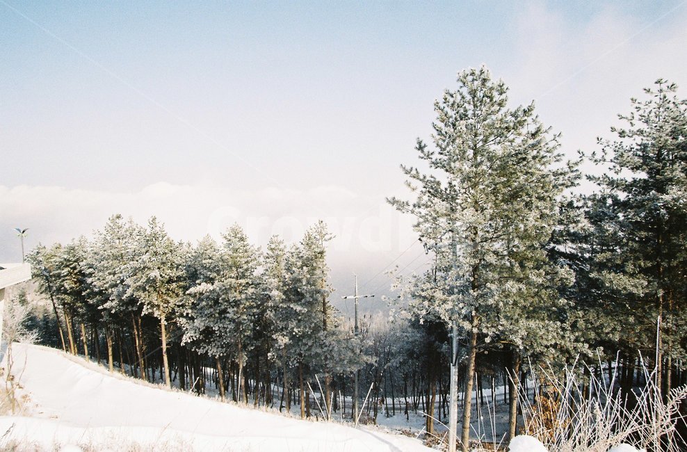 산,눈,눈꽃,겨울,자연,겨울,계절,winter,season,자연,풍경,nature,landscape,fir,전나무,plant,식물,tree,나무,outdoors,옥외