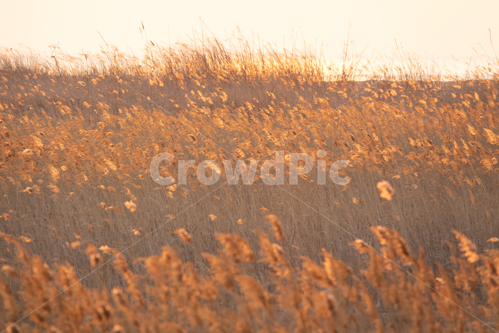 일몰,갈대,자연,고독,노을,자연,풍경,nature,landscape,field,들