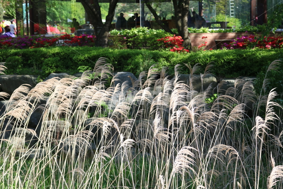 plant,억새,식물,억새풀,물억새,식물,자연,plants,nature