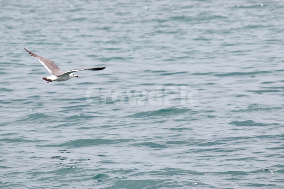 갈매기,비상,바다,날개,날아오르다,동물,animal,조류,새,birds