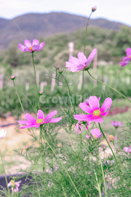 식물,꽃,코스모스,flower,plant,blossom,가을,계절,fall,autumn,season,식물,자연,plants,nature,꽃,flower,petal,꽃잎