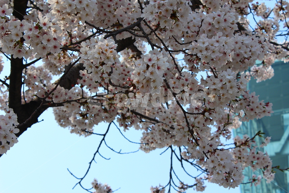 벚꽃,봄풍경,꽃,사쿠라,풍경,봄,봄,계절,spring,season,식물,자연,plants,nature,꽃,flower,건축물,건물외관,exterior,building,structure,architecture,construction,plant,blossom,cherry blossom