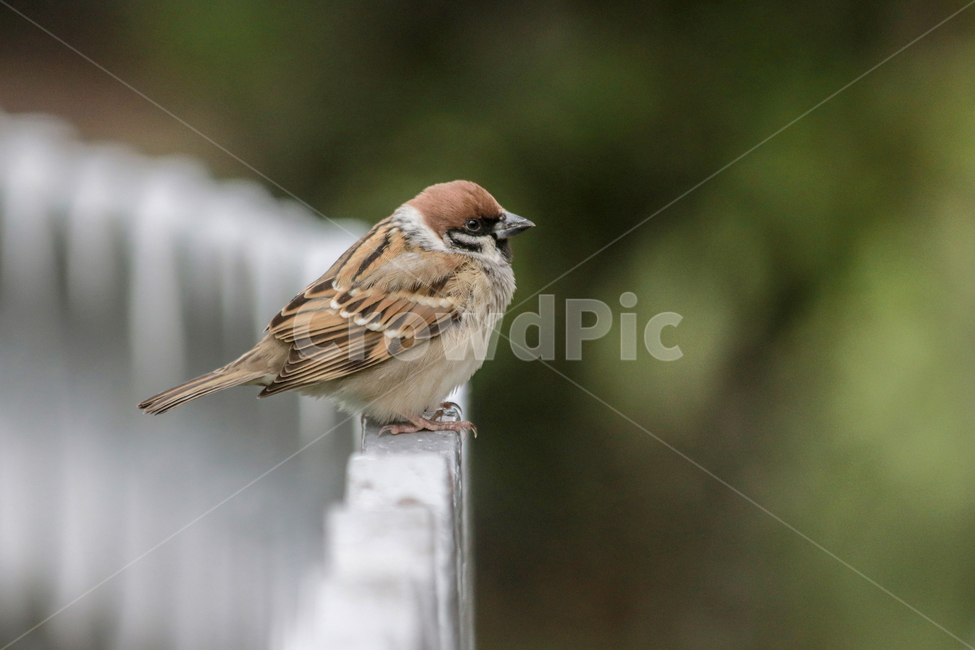animal,동물,bird,새,참새,동물,animal,조류,새,birds