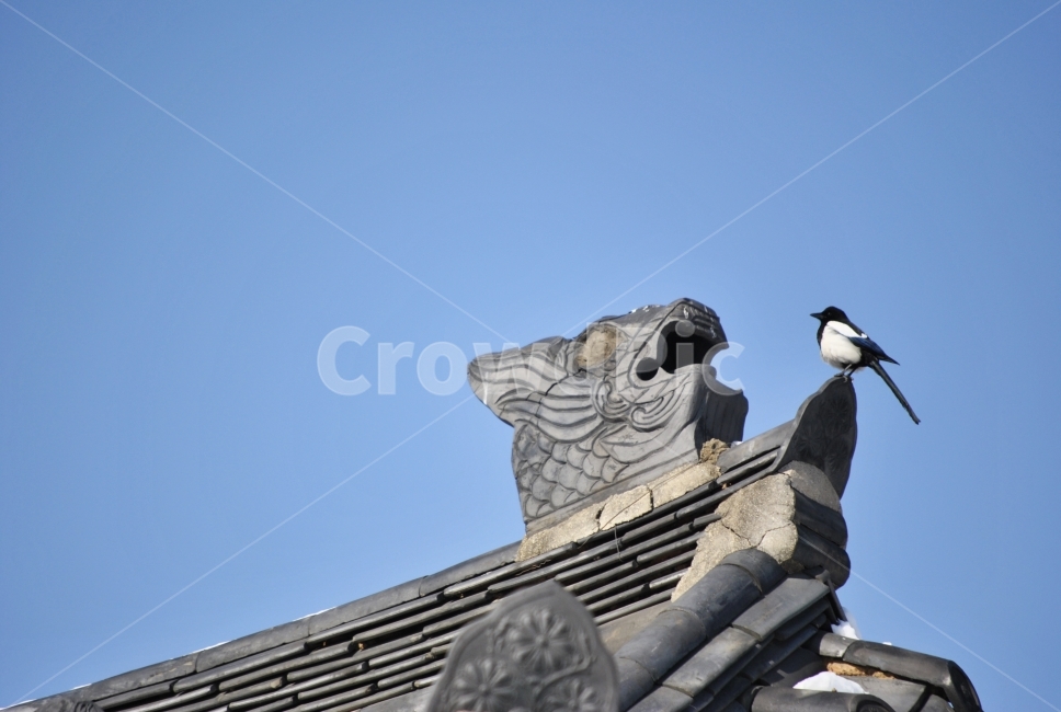 까치,경복궁,기와,건물,건축,용머리,조선,느낌,한국전통,한국문화,korean traditional,korean culture,동물,animal,조류,새,birds,건축물,건물외관,exterior,building,structure,architecture,construction