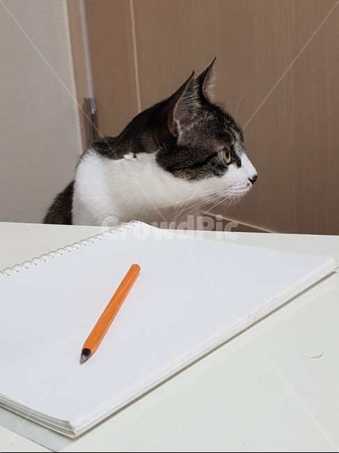 공부,딴짓,고양이,야옹이,냥이,집중,cat,시험공부,시험