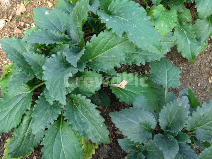 식물,식물원,초록잎,plant,잎,식물,자연,plants,nature