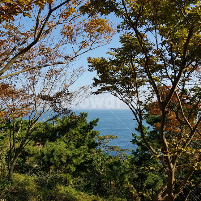 plant,식물,tree,나무,treetrunk,vegetation,초목,가을,sea,picture,autumn,nature,풍경,감성,beautiful