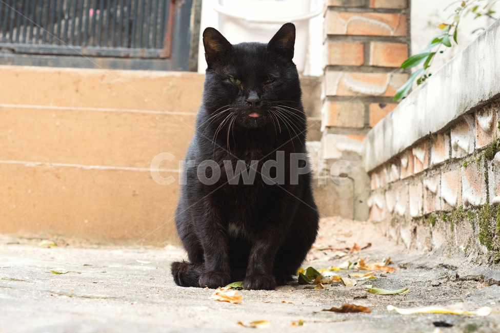 고양이,길고양이,길냥이,야옹이,냐옹이,반려묘,애완묘,반려동물,애완동물,야생동물,펫,캣