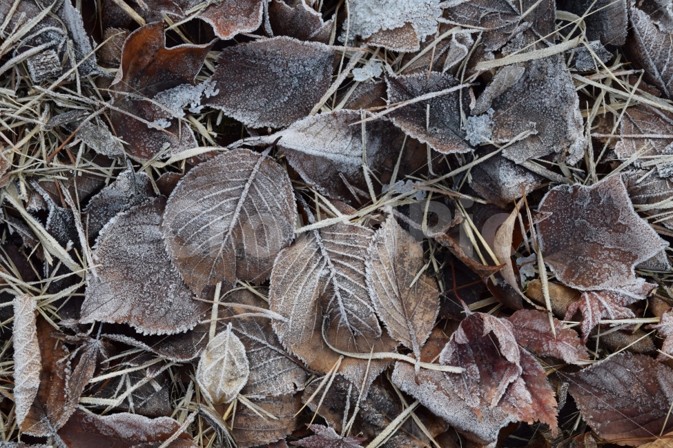 서리,낙엽,나뭇잎,겨울,풍경,자연,여행,이미지사진,감성사진,식물,자연,plants,nature,겨울,계절,winter,season