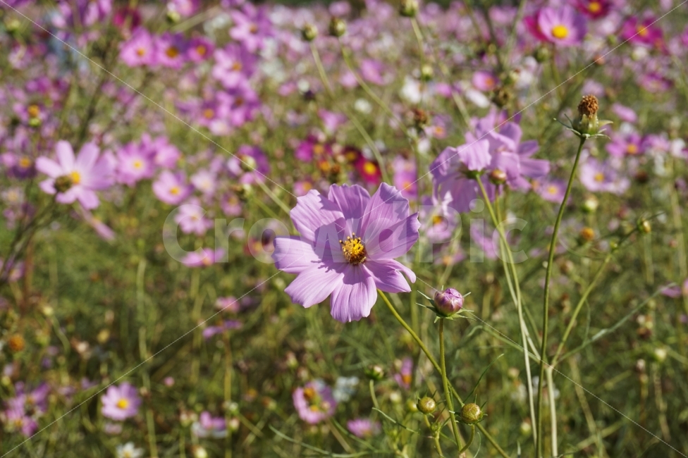 가을,꽃,코스모스,계절,fall,autumn,flower,cosmos,season,산책,스냅,일상,가을,계절,fall,autumn,season,식물,자연,plants,nature,꽃,flower,geranium,제라늄,plant,blossom