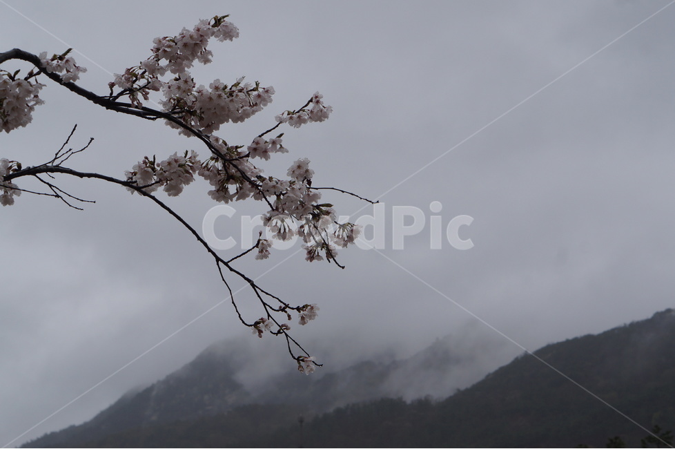 산,벚꽃,풍경,구름,봄,흐림,봄,계절,spring,season,식물,자연,plants,nature,꽃,flower,plant