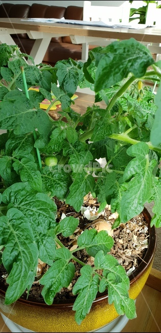 토마토,방울토마토,실내재배,슈퍼푸드,황산화,뇌졸증,전립선,식물,자연,plants,nature,실내용화초,화분,화초,house plant,인테리어,실내디자인,interior design