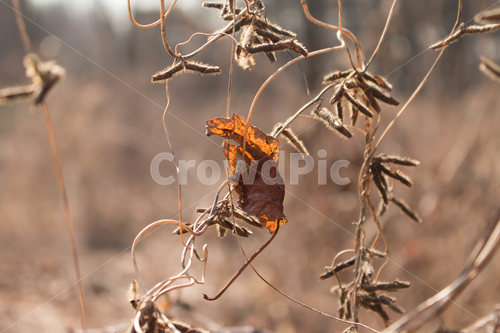 동네,가을,나뭇잎,빈티지,골목길,가을,계절,fall,autumn,season,식물,자연,plants,nature,spider,거미,animal,동물,arachnid,거미류,invertebrate,무척추 동물