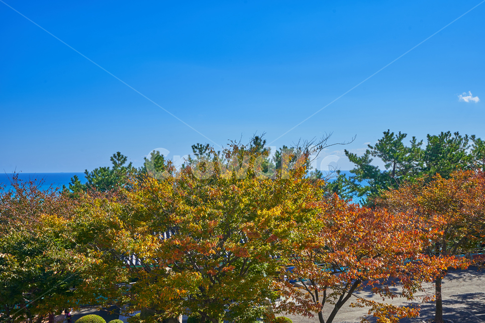 부산,바다,풍경,해운대,파도,하늘,여름,단풍,색감,가을,계절,fall,autumn,season,자연,풍경,nature,landscape,tree,나무,plant,식물