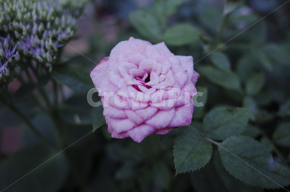 blossom,꽃,flower,식물,plant,red,빨간꽃,빨간,붉은,붉은꽃,들꽃,pink,분홍꽃