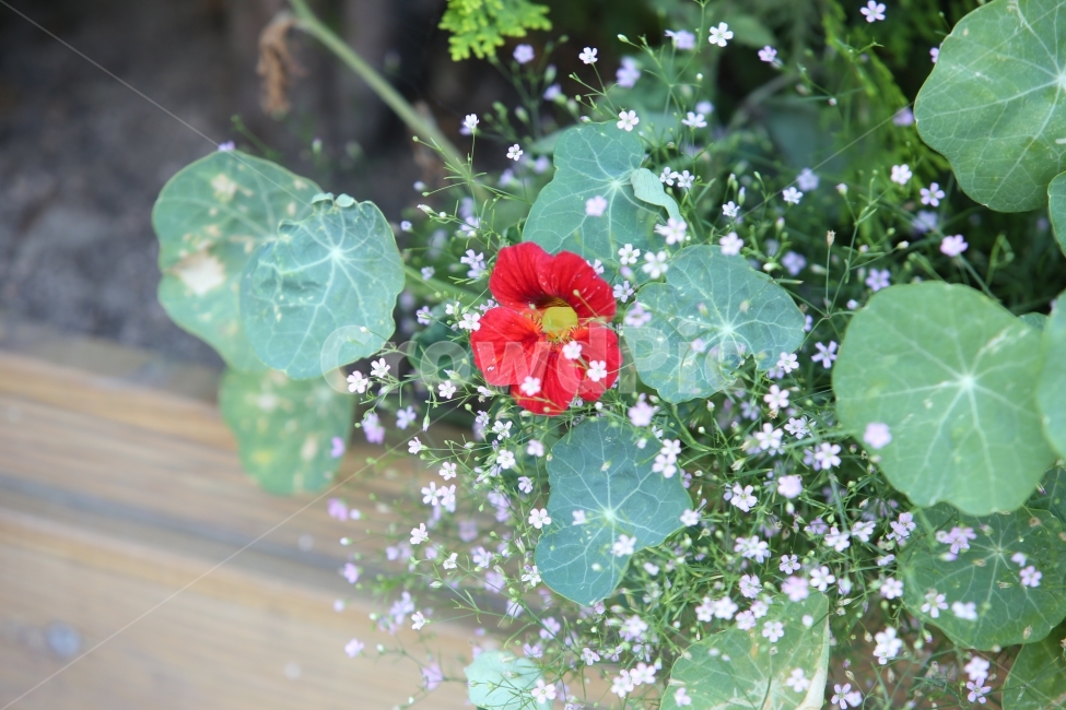 꽃,빨간꽃,식물,빨강,꽃다발,식물,자연,plants,nature,꽃,flower
