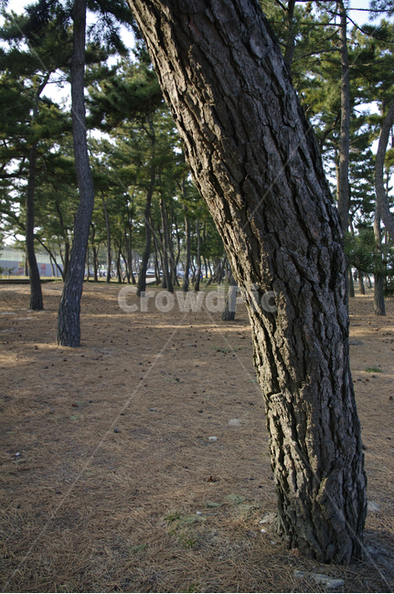 소나무,식물,plant,자연,나무,tree,나무줄기