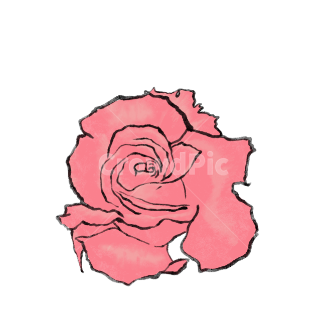 꽃,장미,일러스트,장미일러스트,꽃일러스트,rose,flower,illustration,plant,식물,그림,누끼,remove background