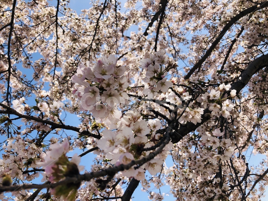 벚꽃,꽃,봄,풍경,자연,봄,계절,spring,season,plant,식물,blossom,flower