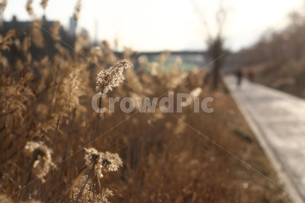 갈대,lawn,식물,plant,풍경,잔디,grass,가을,계절,fall,autumn,season