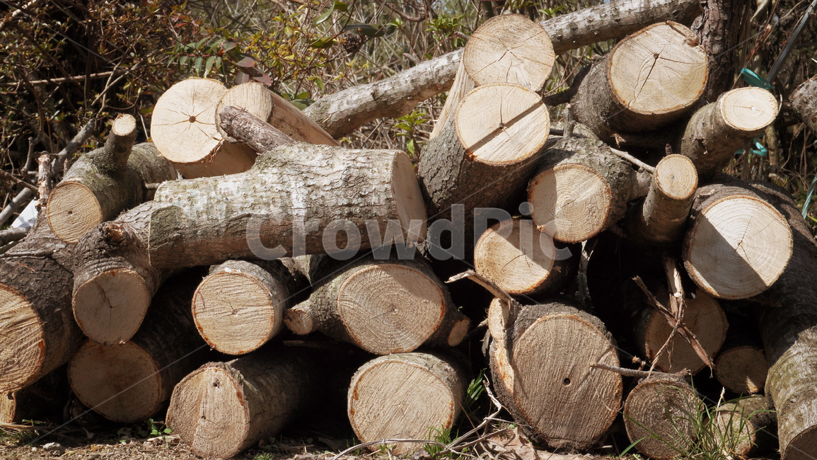 나무,장작,lumber,wood,재목,땔감,자연