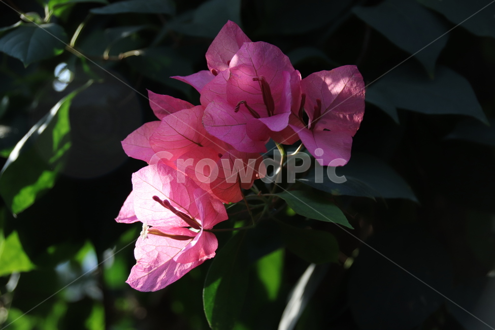 꽃,꽃나무,자연,수목원,풍경,식물,자연,plants,nature,꽃,flower