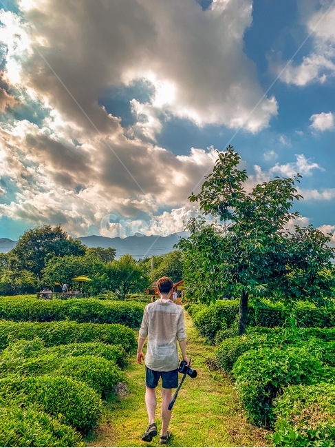 녹차밭,인물,인간,사람,남자,human,카메라,나무,tree,cloud,sky,구름,하늘,땀,무더위,사람,인물,인간,human,person,여행,휴가,traveling,vacation,trip,사진작가,포토그래퍼,photographer