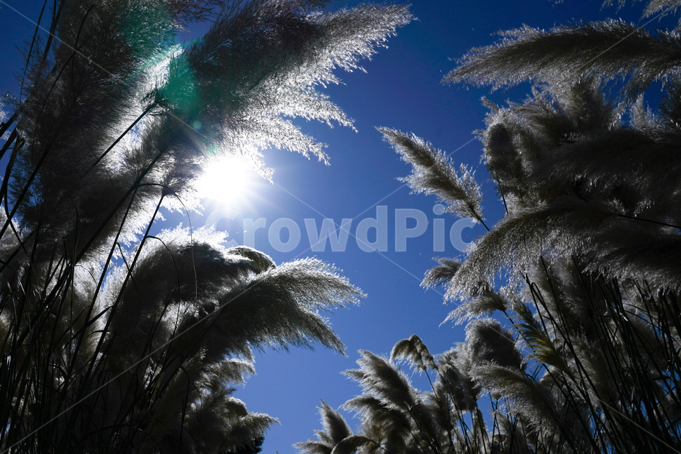 팜파스,하늘,풍경,갈대,여름,햇빛,자연,풍경,nature,landscape,grass,잔디,plant,식물,light,빛,flare,플레어