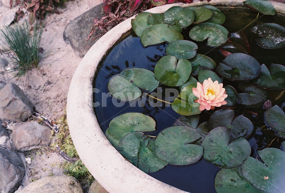 수국,꽃,식물,조경,감성,연꽃,식물,자연,plants,nature,꽃,flower